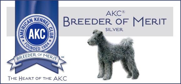 Akc pumi hot sale